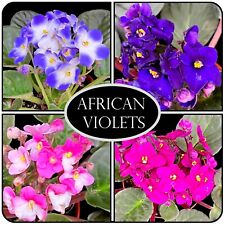 African violet 'Streptocarpus'