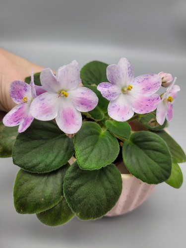 Indoor blooming plant african - indoor,