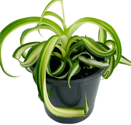 Curly spider variegated - curly,