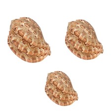 Natural Conch 2.8"-3.9" Large