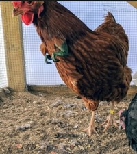 T-Rex Chicken Or Duck Arms/