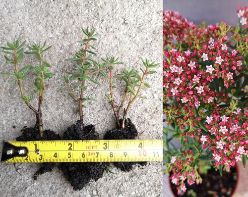 Crassula sarcocaulis young - x3,