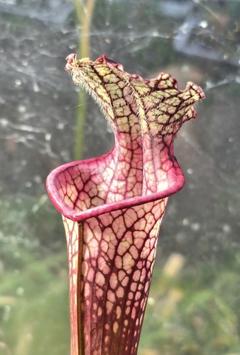 Sarracenia leucophylla l131mk - sarracenia,