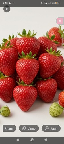 Strawberry elsanta ready - 'elsanta',