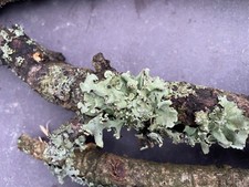 Lichen twigs stick insect or