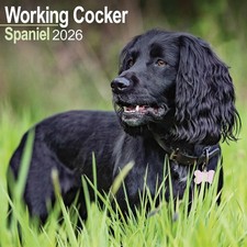Cocker Spaniel, Working Calendar 2026 - Dogs - Month To View