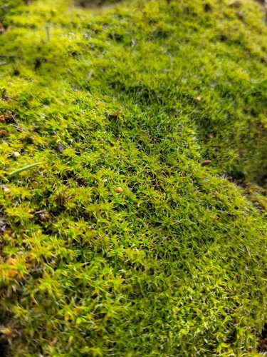 Live star moss - star, plants