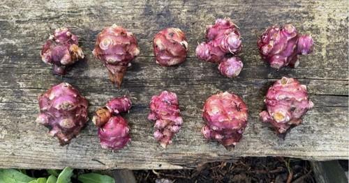 Jerusalem artichoke
