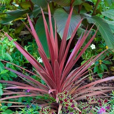 2 x Cordyline Red Star -