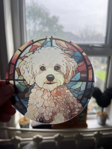 Maltese bichon poodle dog - maltese/bichon/,