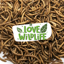 Dried Mealworms - Premium