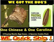 1 Carolina & 1 Chinese Praying