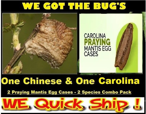 Carolina 1 chinese praying - 1,