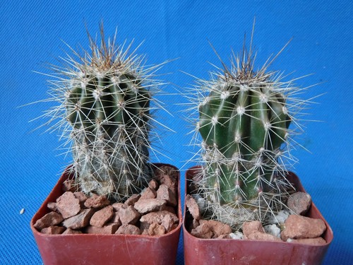 Saguaro cactus two - cactus, (2!)