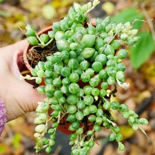 Variegated String of Tears 9cm