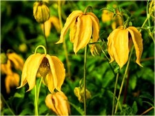 1 X Very Healthy TANGUTICA