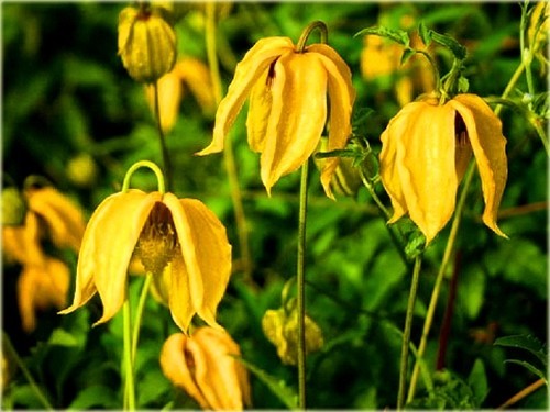 Very healthy tangutica - x,