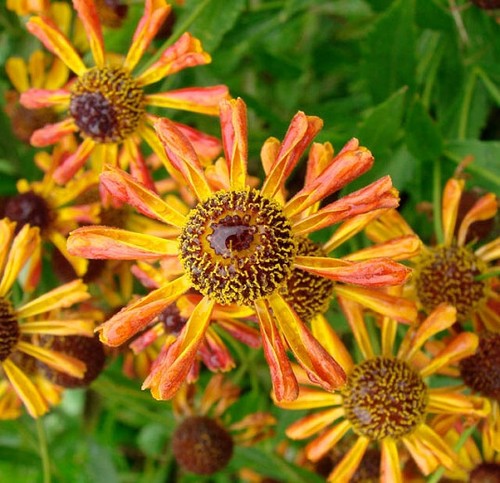 Helenium loysder wieck 50 - helenium,