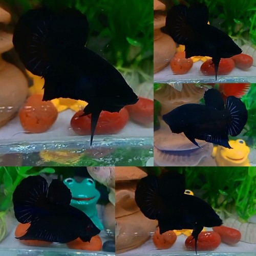 Super black halfmoon - black,