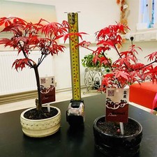 Japanese Maple Momiji Acer