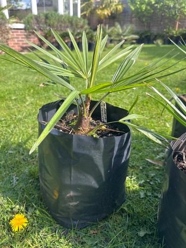 Trachycarpus fortunei - fortunei, x