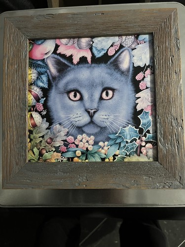 Russian blue british - blue,