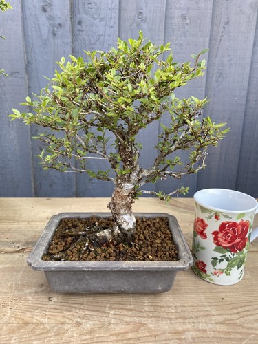 Cork bark chinese elm bonsai - chinese,