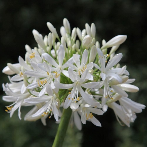 Agapanthus african lily - (alba),