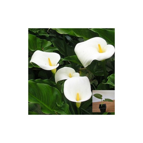 White calla lily symbol - –,