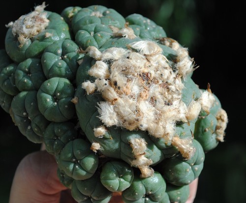 Ariocarpus astrophytum - ariocarpus,