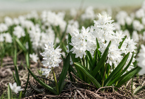 Puschkinia alba bulbs hardy - 20,
