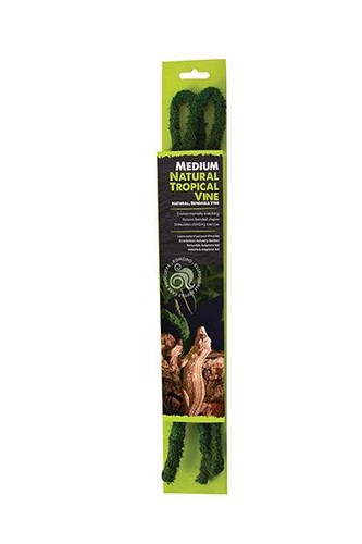 Komodo tropical vine reptile - komodo,