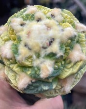 5.9cm Rare Ariocarpus Fis Hybird 'Godzilla' WYSIWYG G rafted Variegated