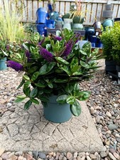 3 L Large Purple Hebe |