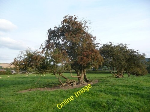 Photo 6x4 old hawthorn - 6x4,