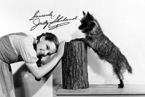 Judy garland signed autograph - judy,
