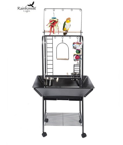 Rainforest jungle parrot - rainforest,