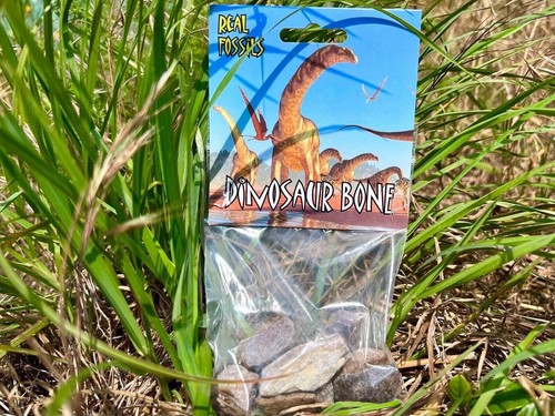 Fossilized triceratops