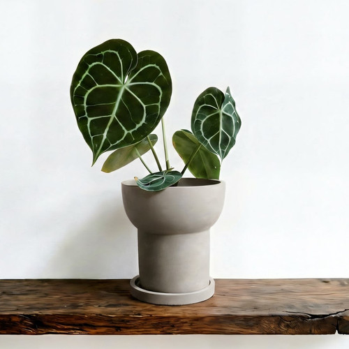 Modern matte terracotta - modern,
