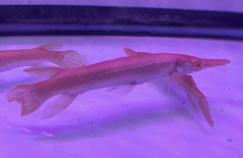 Live tropical fish golden - fish-,