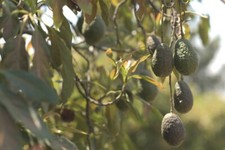 Mexican Avocado Tree Cold