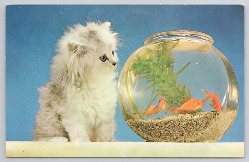 Vintage fluffy kitten goldfish - kitten,