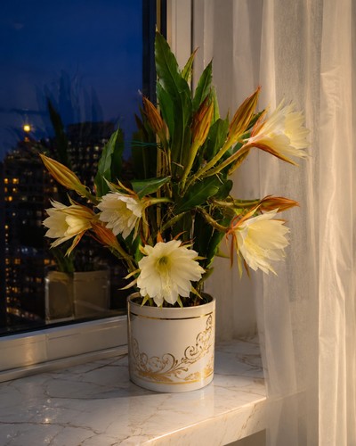 Orchid cactus - cactus, (epiphyllum)