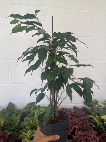 Ficus benjamina weeping fig - ficus,