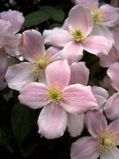 Clematis montana Pink
