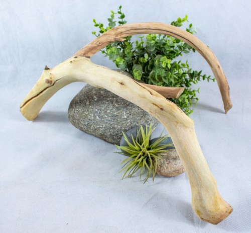 Large manzanita driftwood - manzanita,