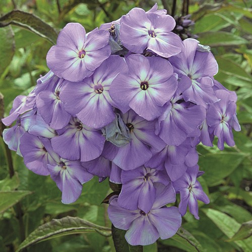 Garden phlox blue boy fragrant - garden,