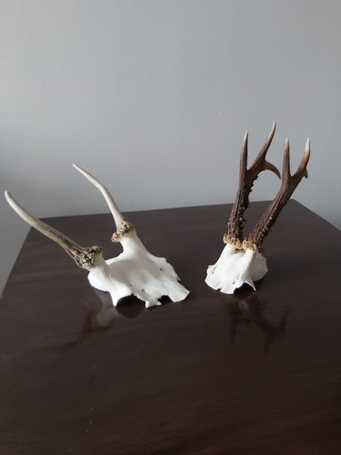 Roe buck fallow - buck, deer