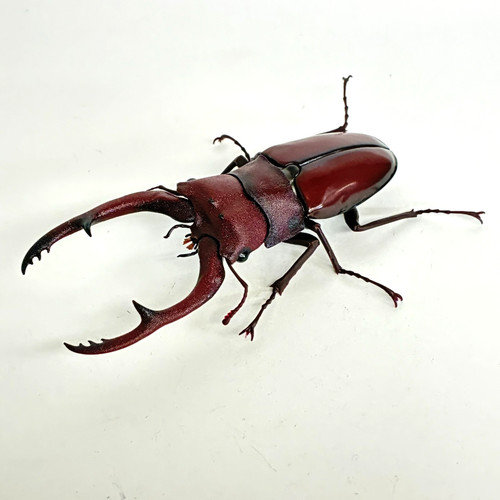 Used bandai stag beetle - stag,