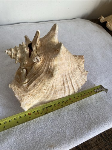 Large vintage conch shell - vintage,
